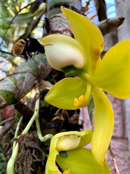 Tropical Bee Garden Holiday Houses Savegre Exterior foto
